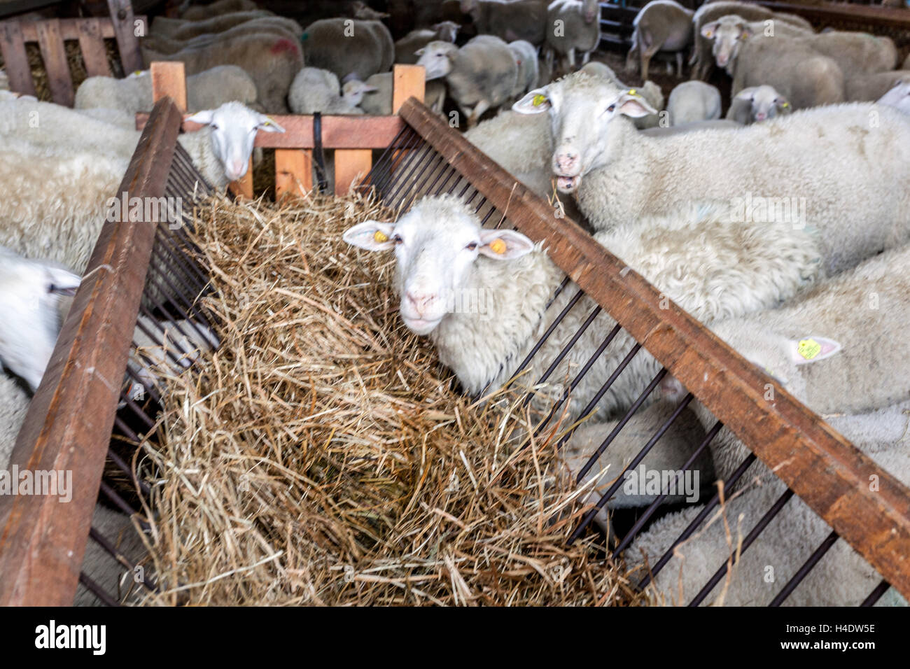 Pecore stabile, alimentatore, Repubblica Ceca Foto Stock