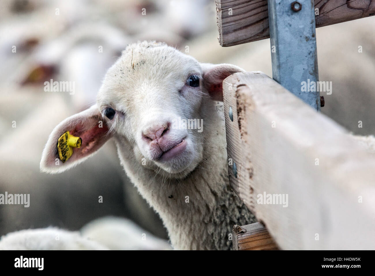 Curioso giovane agnello che sbircia da dietro una recinzione di legno in una fattoria Foto Stock