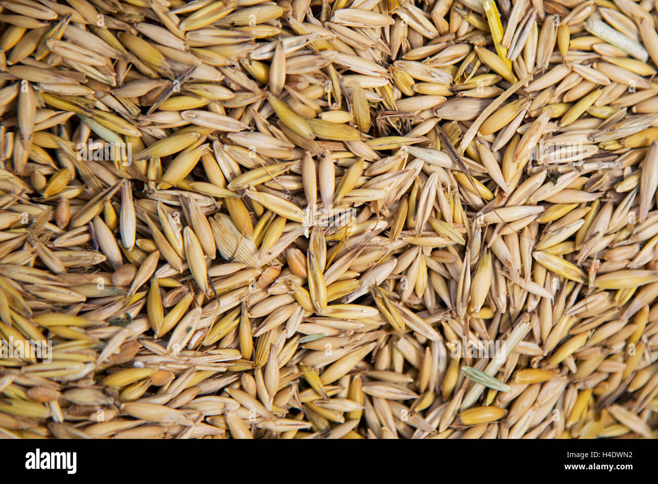 Lo sfondo da mature chicchi di grano Foto Stock