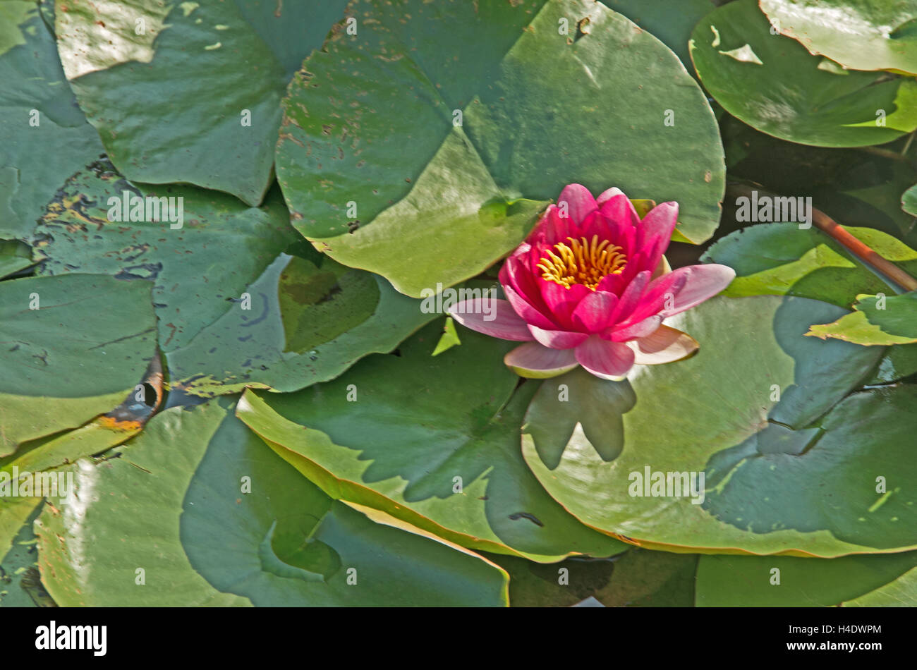 Heaver Castello, Giardino Lillly, Kent, Foto Stock