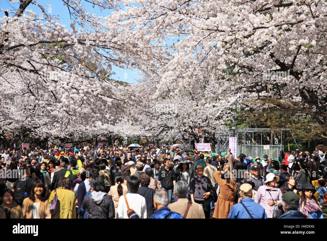 Fiori di Ciliegio, Giappone, Tokyo, Parco di Ueno Foto Stock