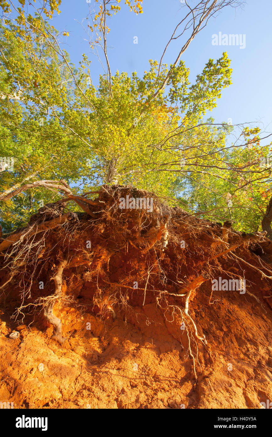 Una foresta di scena con radici esposte in Troutman, North Carolina. Foto Stock