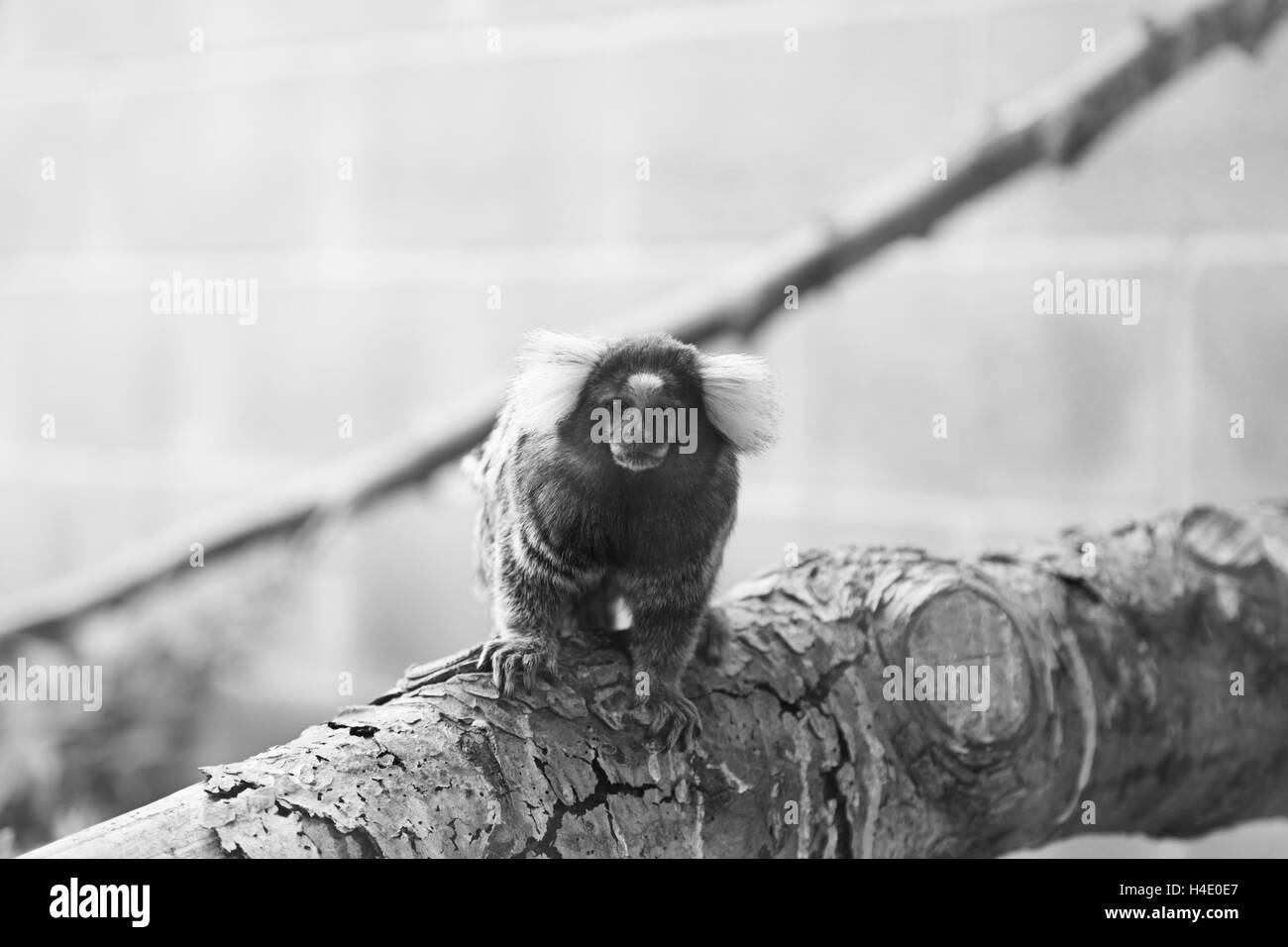 Monkey sul ramo piccolo zoo, animali selvatici Foto Stock