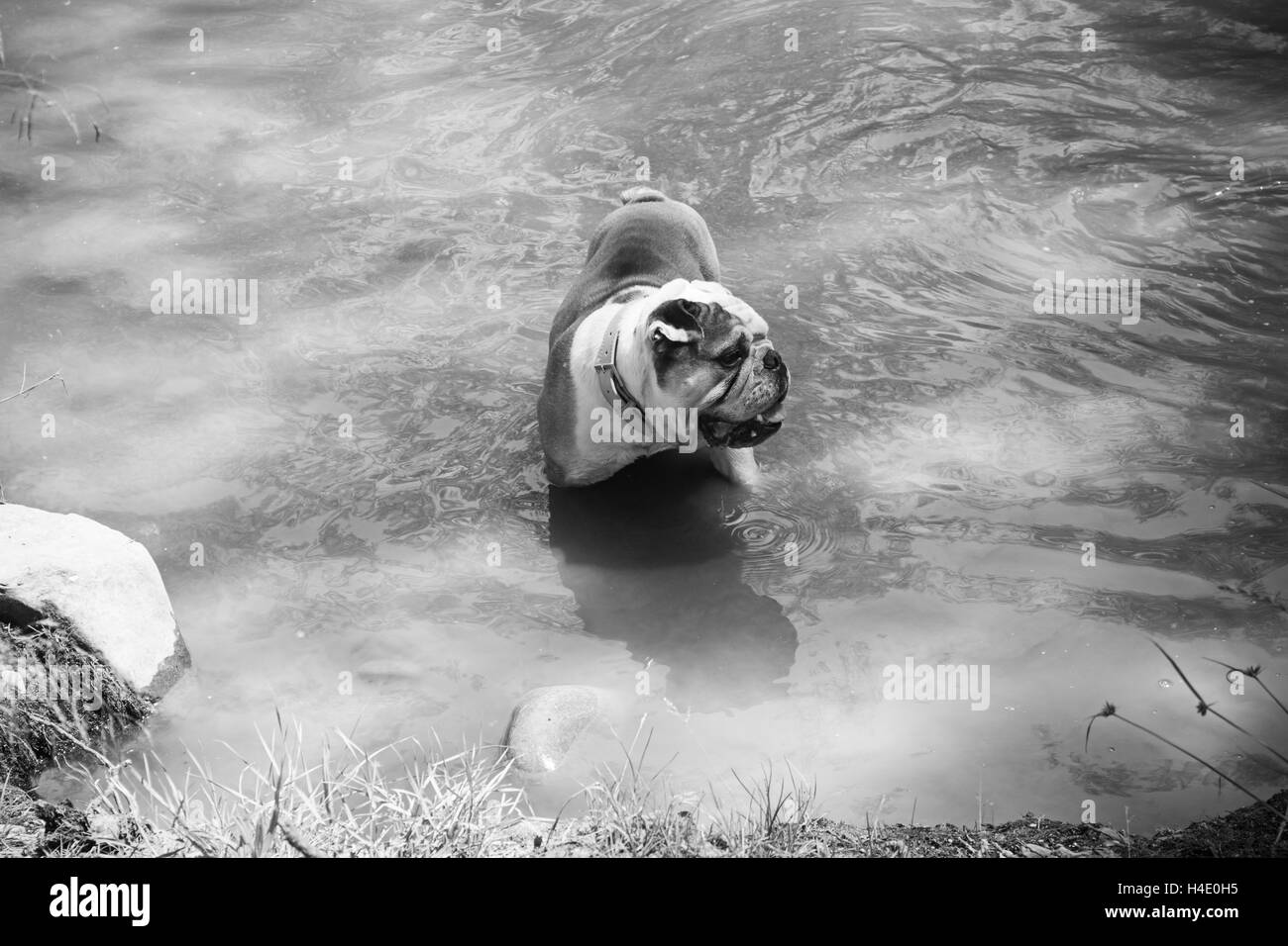 Bulldog la balneazione nel fiume, gli animali e la natura Foto Stock