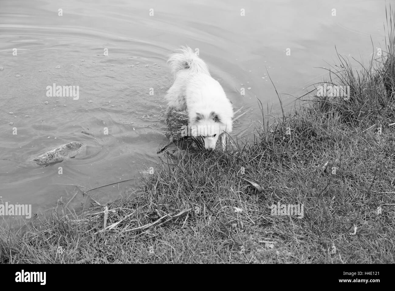 Samoiedo la balneazione nel fiume, gli animali e la natura Foto Stock