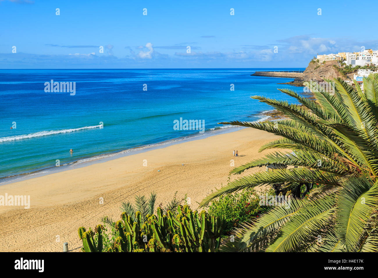 Palm Tree sulla spiaggia di Morro Jable holiday village, Fuerteventura, Isole Canarie, Spagna Foto Stock