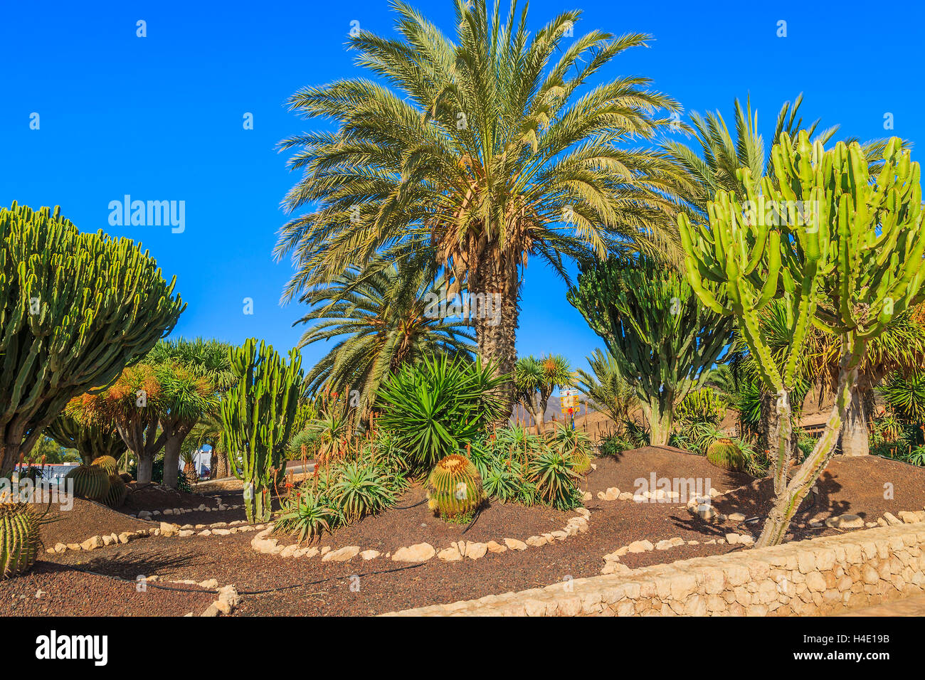 Piante tropicali nel parco di Morro Jable città costiera sull isola di Fuerteventura, Spagna Foto Stock