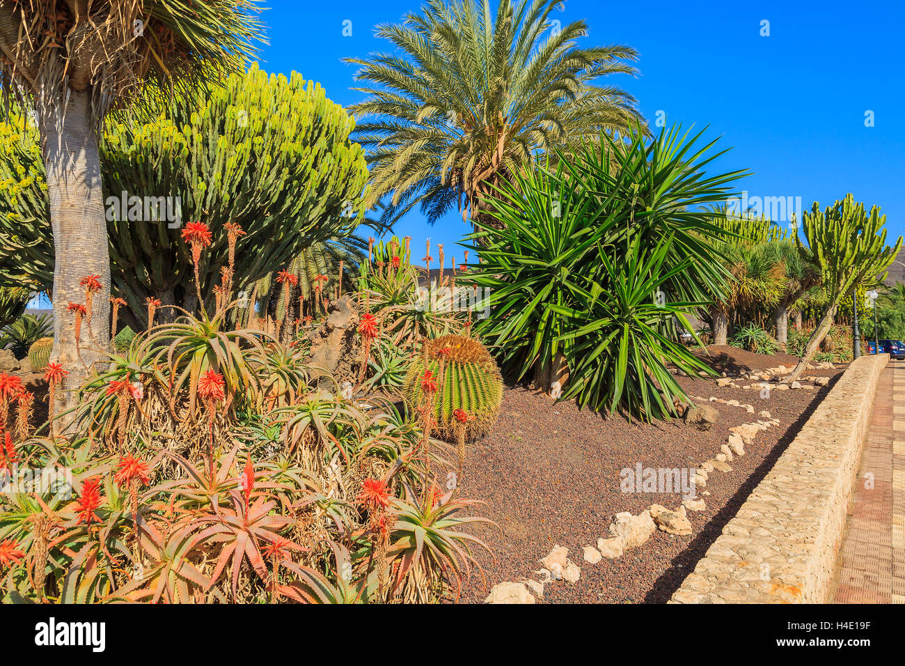 Piante tropicali nel parco di Morro Jable città costiera sull isola di Fuerteventura, Spagna Foto Stock