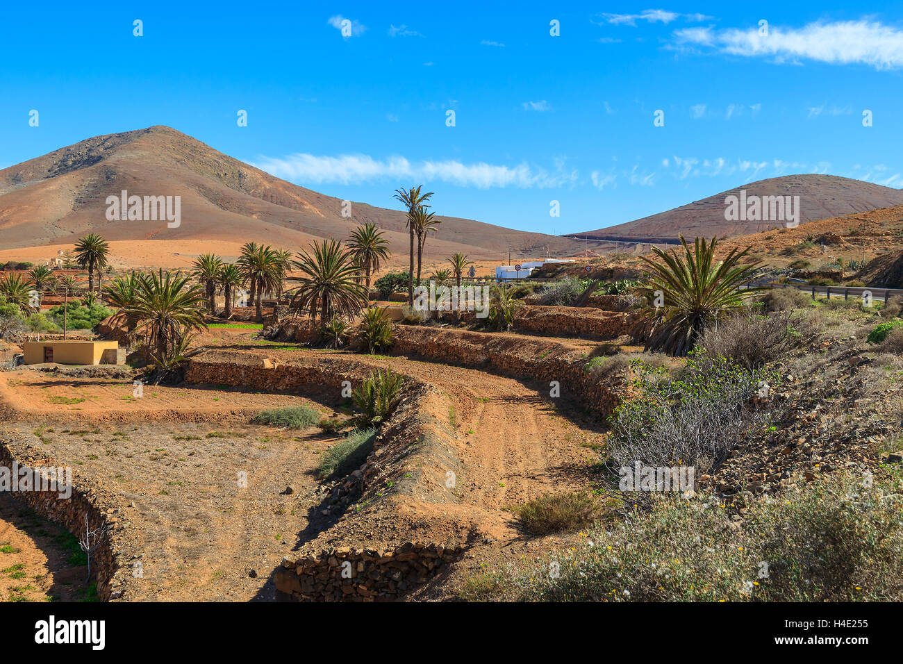 I campi di coltivazione di palme e la vista delle montagne vulcaniche vicino al villaggio di Pajara, Fuerteventura, Isole Canarie, Spagna Foto Stock