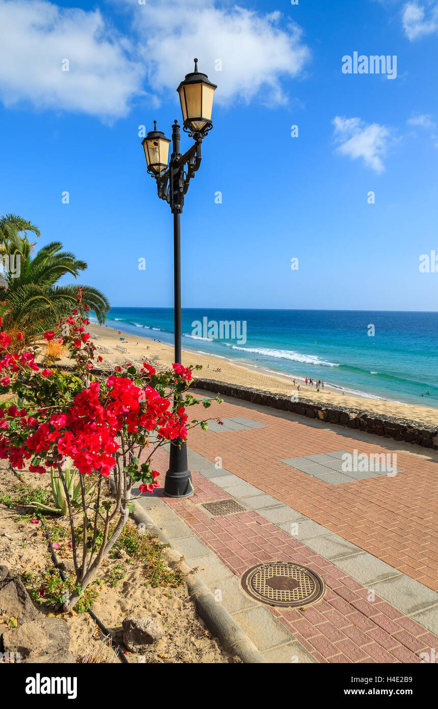 Fiori tropicali sulla passeggiata lungo la spiaggia di Jandia a Morro Jable con vista oceano, Fuerteventura, Isole Canarie, Spagna Foto Stock