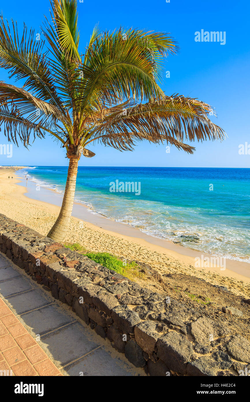 Palm tree su Morro Jable Tropical Beach, Fuerteventura, Isole Canarie, Spagna Foto Stock