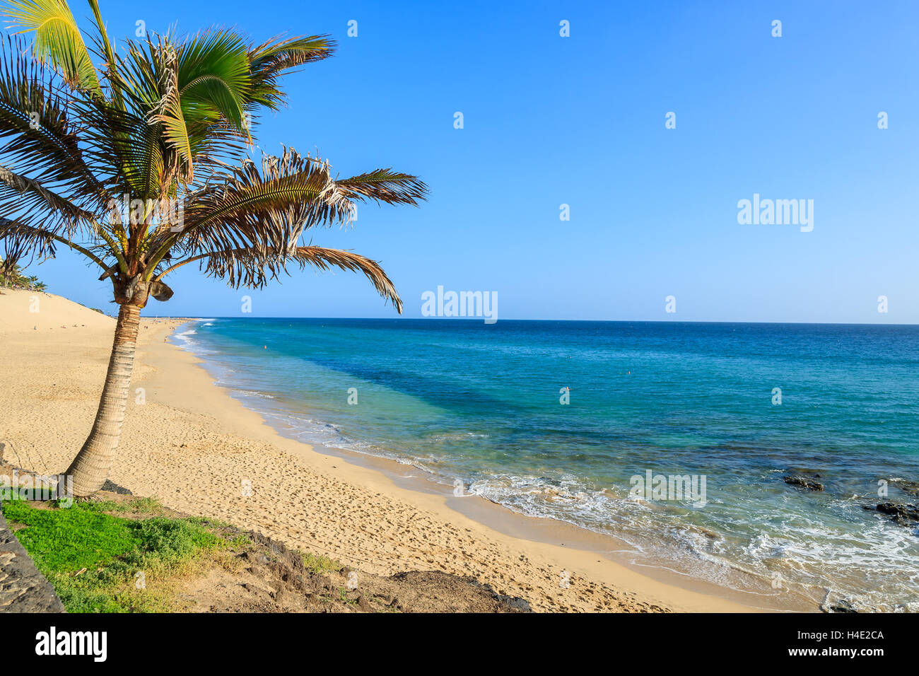 Palme su Morro Jable Tropical Beach, Fuerteventura, Isole Canarie, Spagna Foto Stock