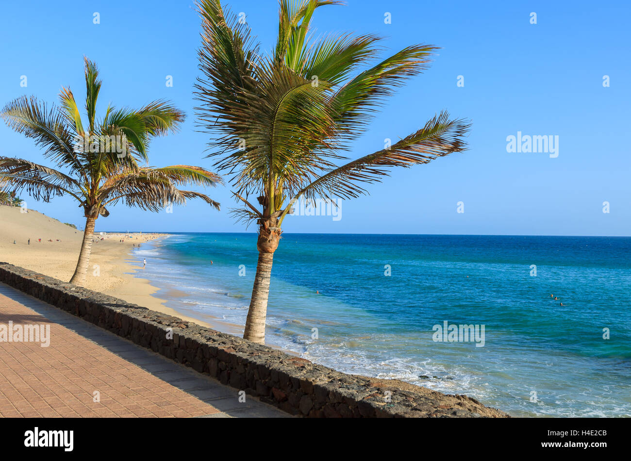 Palme su Morro Jable Tropical Beach, Fuerteventura, Isole Canarie, Spagna Foto Stock