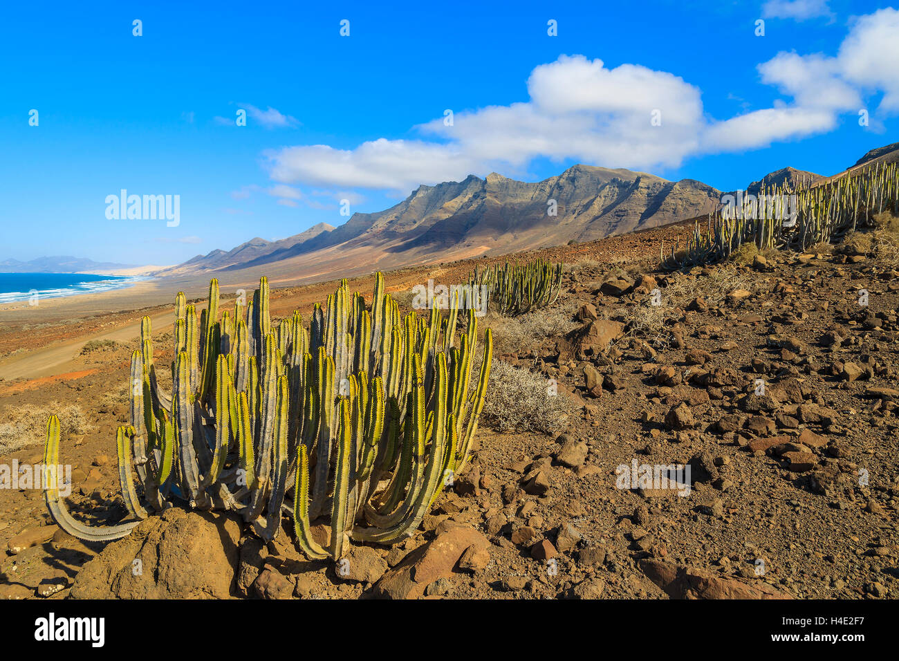 Verde di piante di cactus nel paesaggio di montagna vicino a Spiaggia Cofete, Fuerteventura, Isole Canarie, Spagna Foto Stock