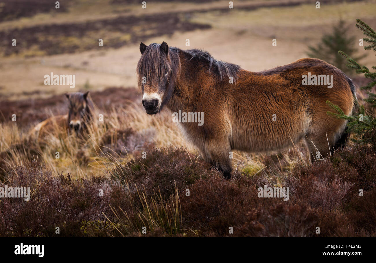 Una coppia di Lakeland pony nella heather in inverno sul mori e brughiere del Lake District inglese Foto Stock