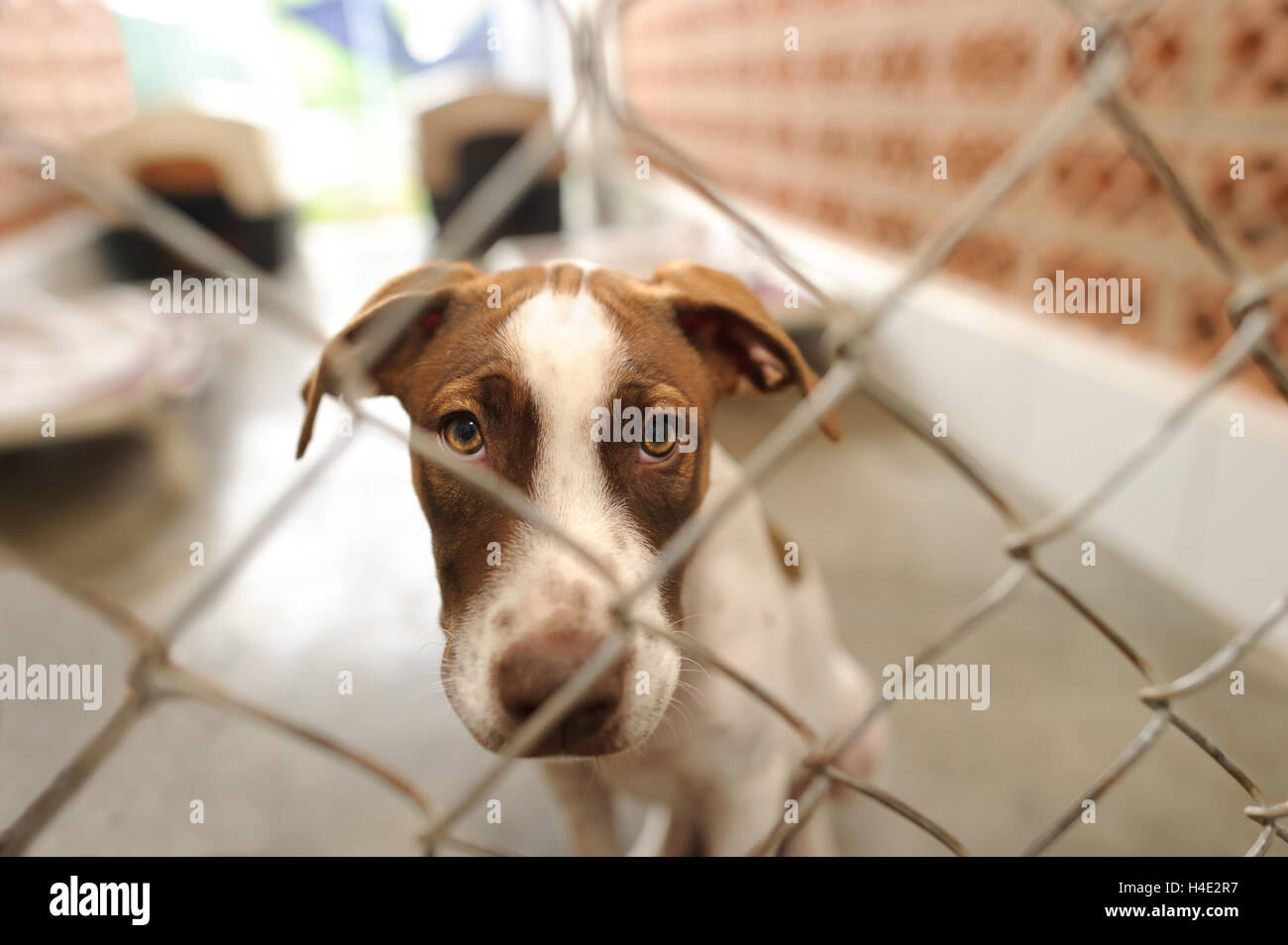 Rifugio del cane è un bellissimo cane in un riparo animale guardando attraverso la recinzione chiedendo se qualcuno sta andando a prendere lui home. Foto Stock