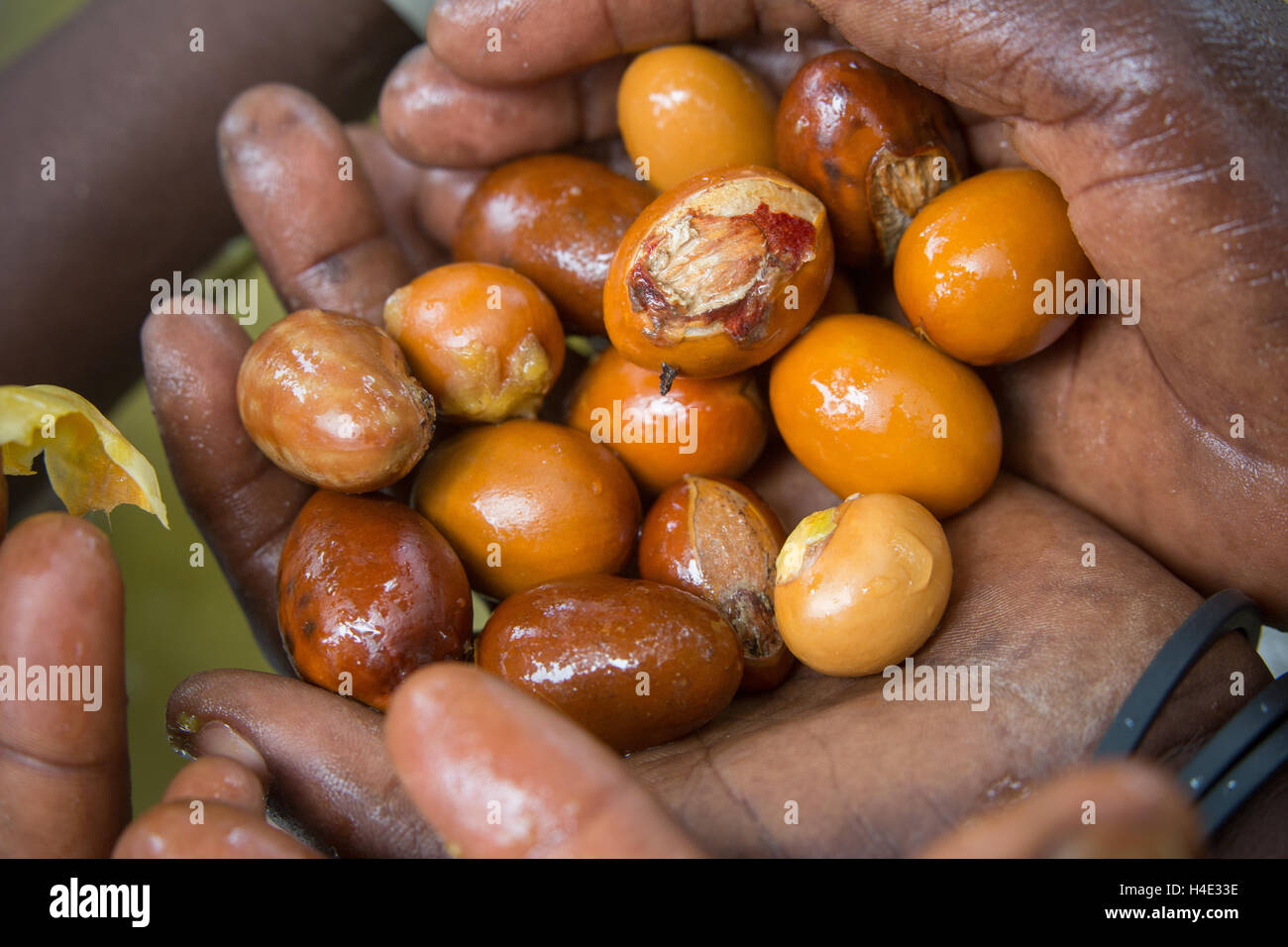 Donne estrarre il dado di karité da shea frutto in Burkina Faso, Africa. Il dado è utilizzato per la fabbricazione di burro di karité e l'olio. Foto Stock