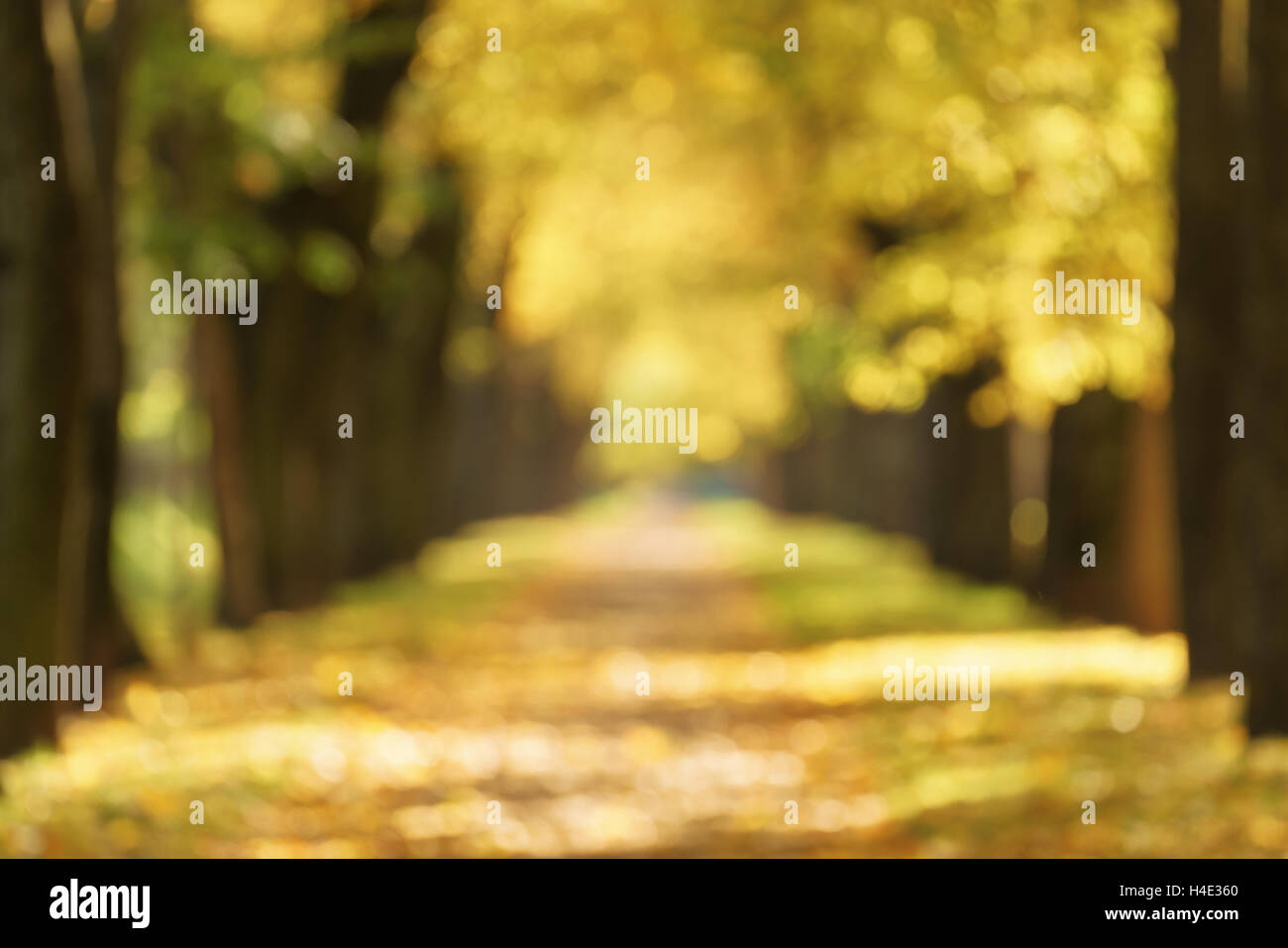 Bokeh sfondo della città di autunno vicolo dorato con caduta di alberi e foglie cadute, Foto Stock