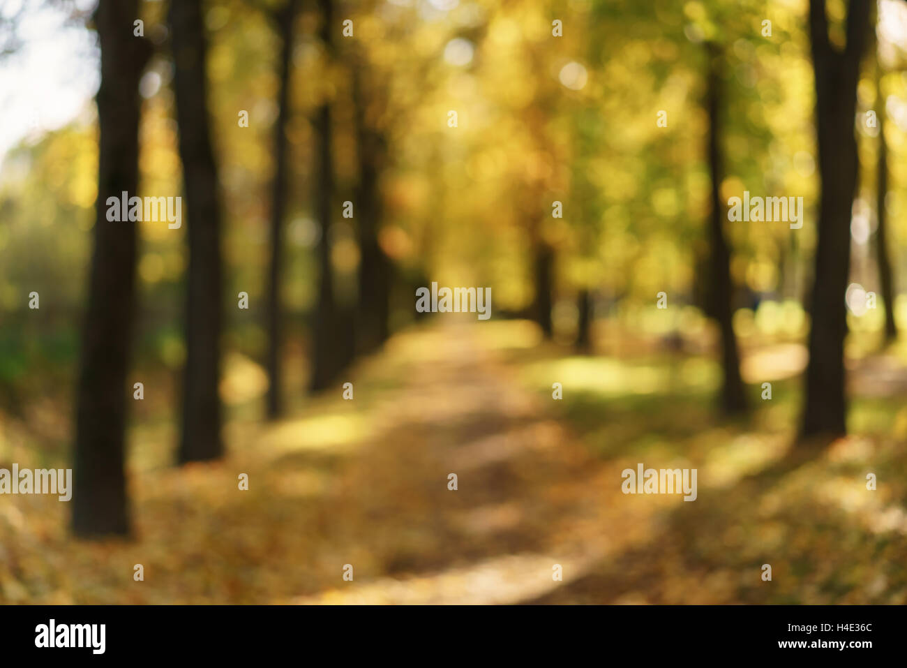 Bokeh sfondo della città di autunno vicolo dorato con caduta di alberi e foglie cadute, Foto Stock
