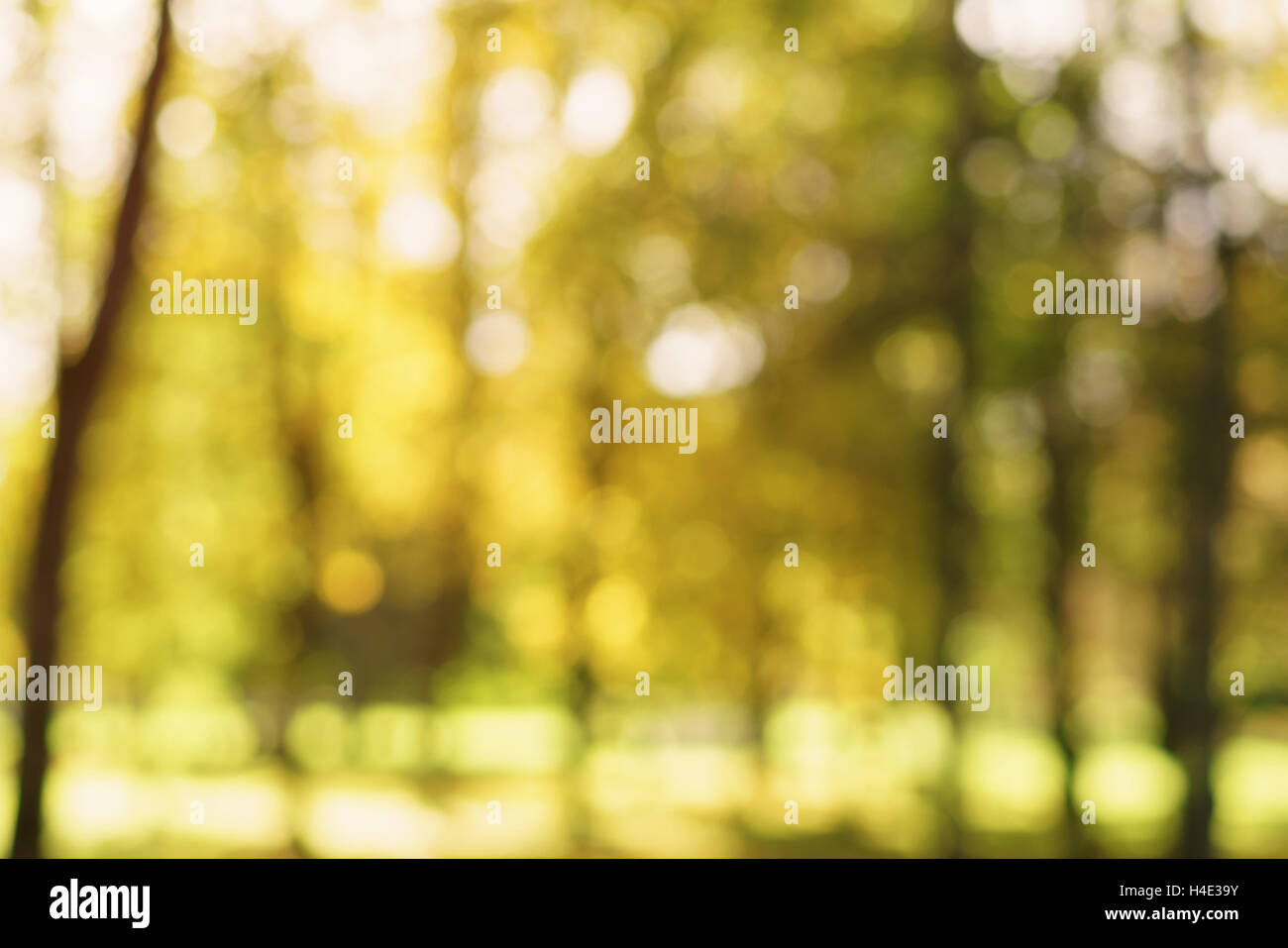 Bokeh sfondo della città di autunno vicolo dorato con caduta di alberi e foglie cadute, Foto Stock