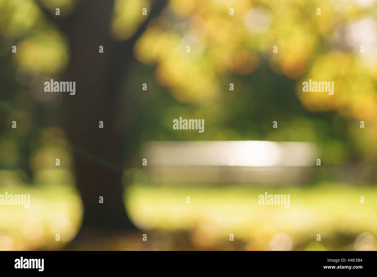 Bokeh sfondo sotto l'acero in autunno park Foto Stock