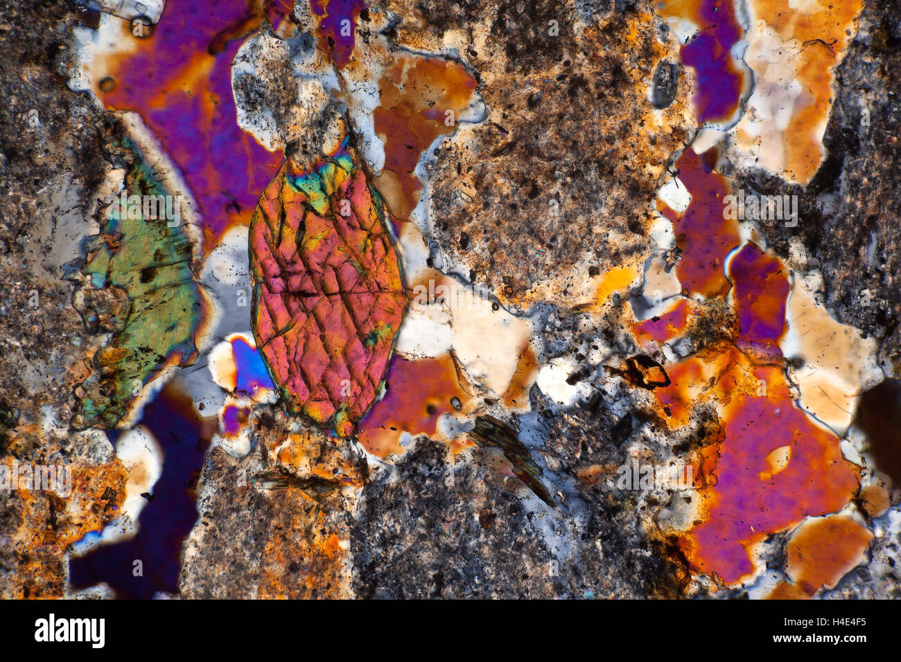 Hornblende - biotite, Castlewellan, Co Down, Irlanda. Polarizzato fotomicrografia sezione sottile. Foto Stock