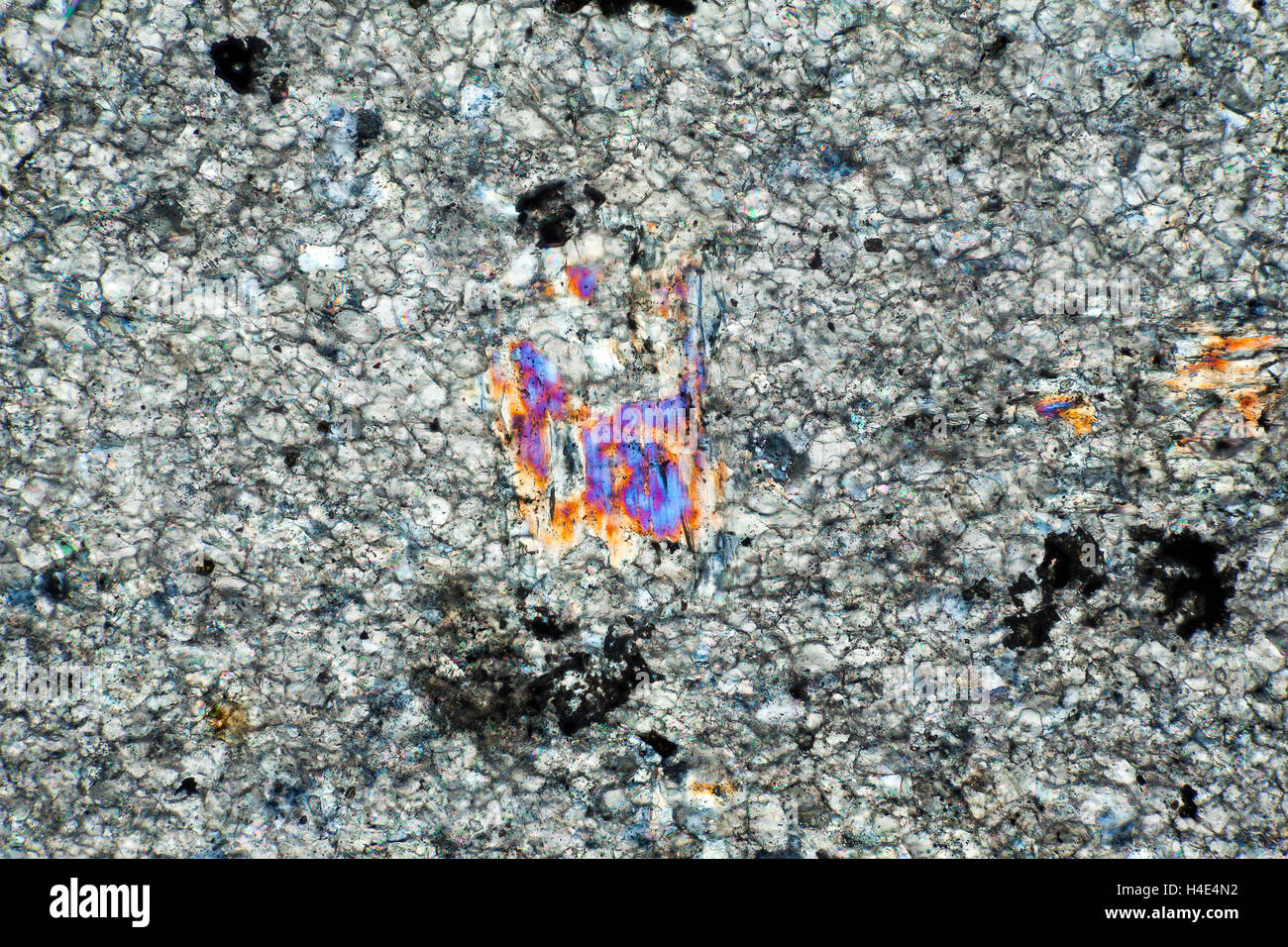 Il quarzo-mica-scisto, Loch Linnhe, ghiaiosa, Scotland, Regno Unito. Luce polarizzata microfotografia. Foto Stock