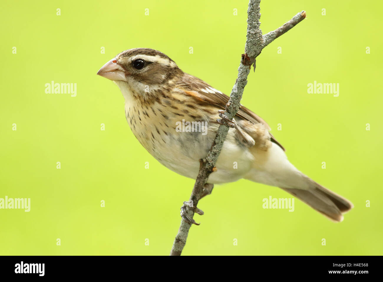 Una rosa-breasted Grosbeak su un pesce persico del lichene blu. Foto Stock