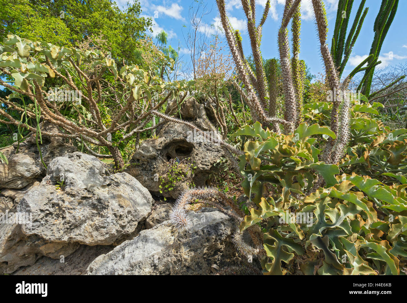 Florida, Coral Gables, Fairchild Tropical Botanic Garden, il Lin Lougheed foresta spinosa del Madagascar Foto Stock