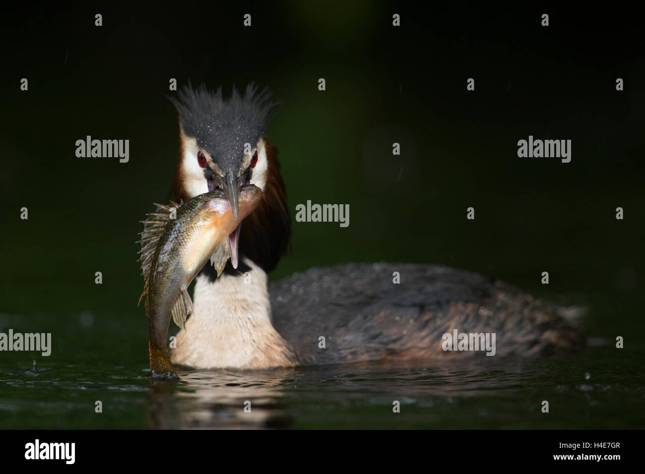 Great Crested Grebe / Haubentaucher ( Podiceps cristatus ) che presenta le sue prede, con pesci cacciati (basso), cacciatori di successo, fauna selvatica, Europa. Foto Stock