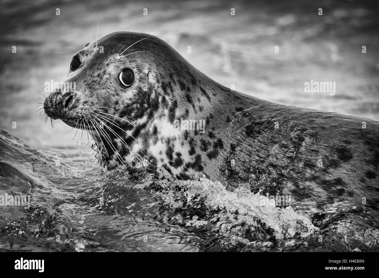 Le foche del mare del Nord si crogiolano al sole intorno alla costa del Norfolk Foto Stock
