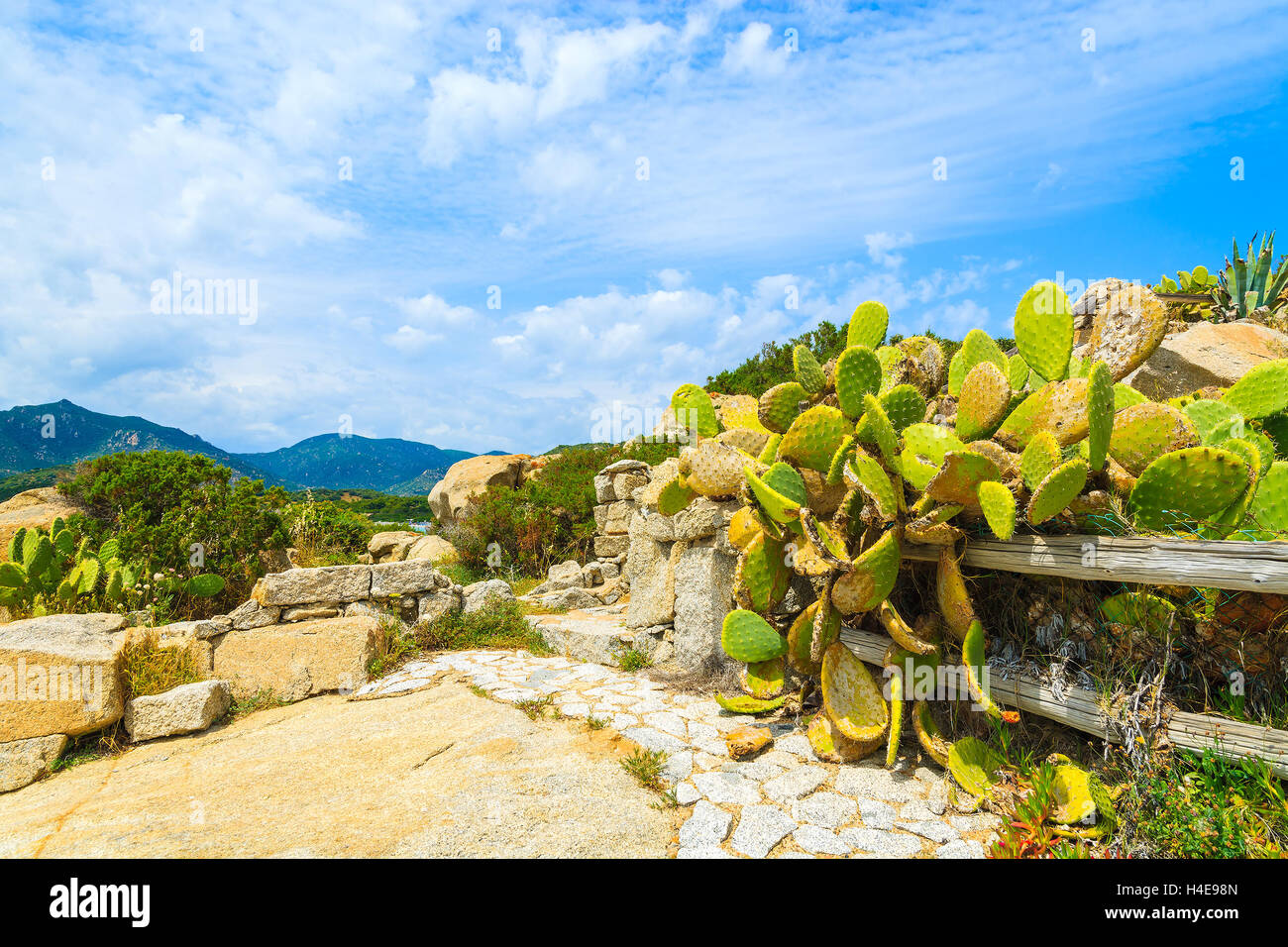 Cactus verde fiori che crescono sulla costa dell'isola Sardegna vicino alla spiaggia di Campulongu, Italia Foto Stock