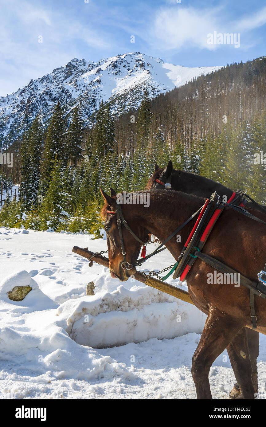 Due cavalli riposo dopo il trasporto di turisti in sleigh carrelli di Morskie Oko lago in inverno, Alti Tatra, Polonia Foto Stock