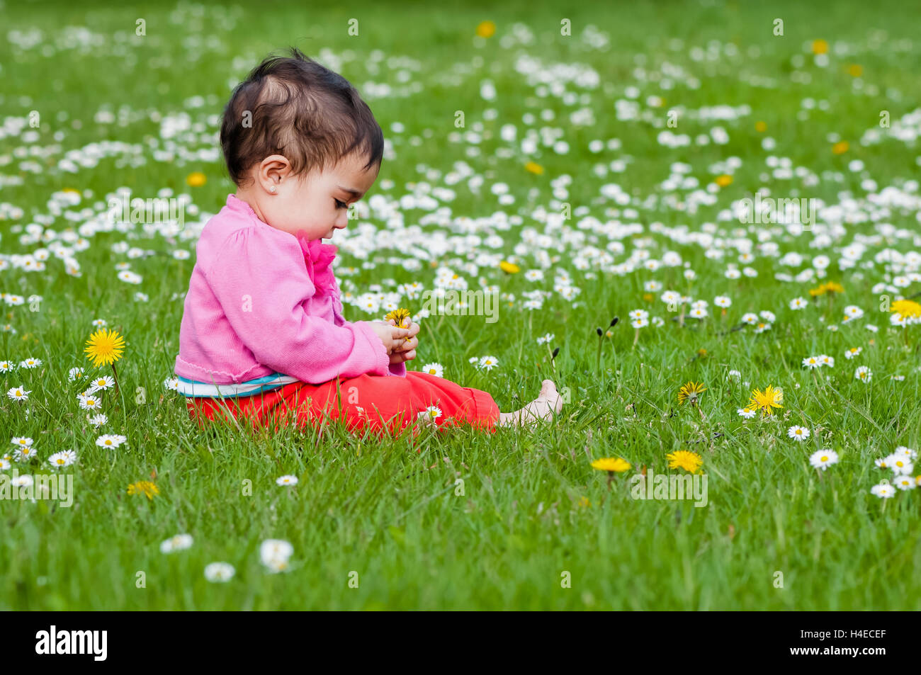 Carino chubby toddler guardando un fiore a margherita curiosamente esplorando la natura all'aperto nel parco Foto Stock