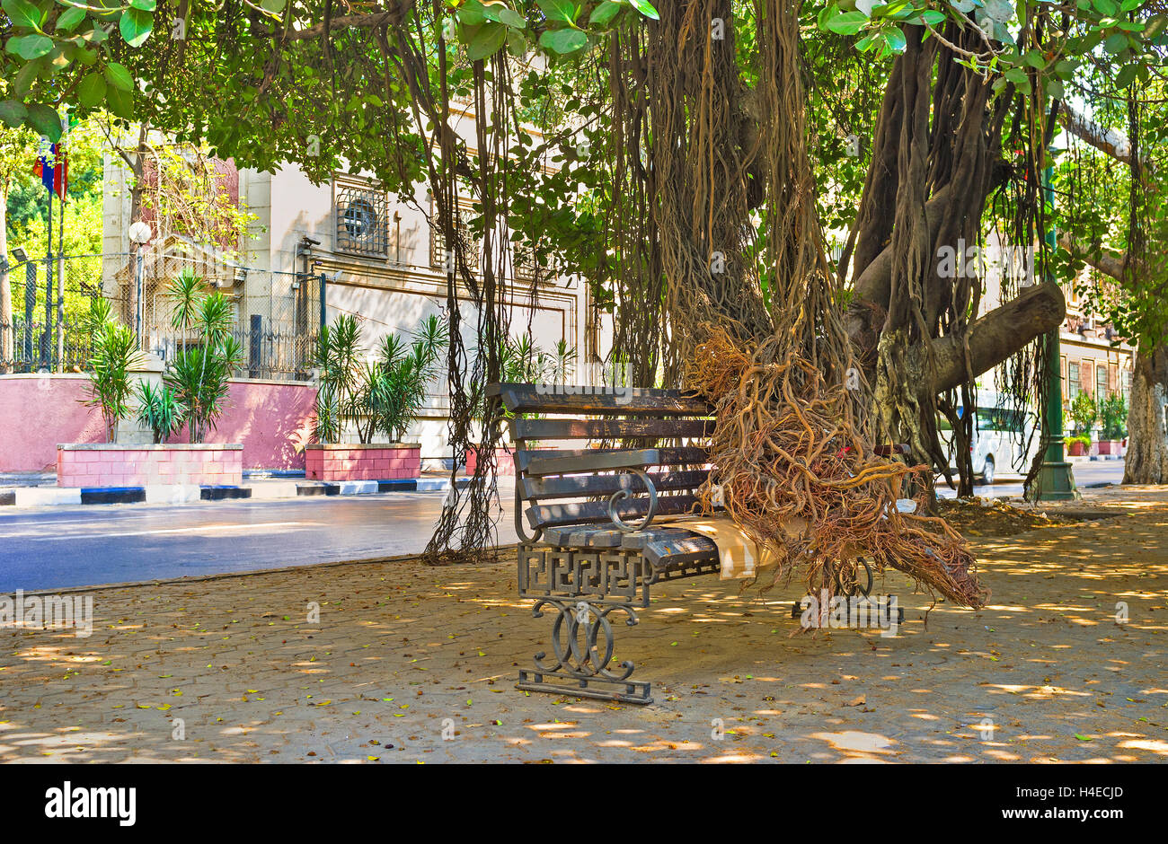 Il banyan tree messo le sue radici aeree sul banco di lavoro sulla Nile Corniche in City Garden District, il Cairo, Egitto. Foto Stock