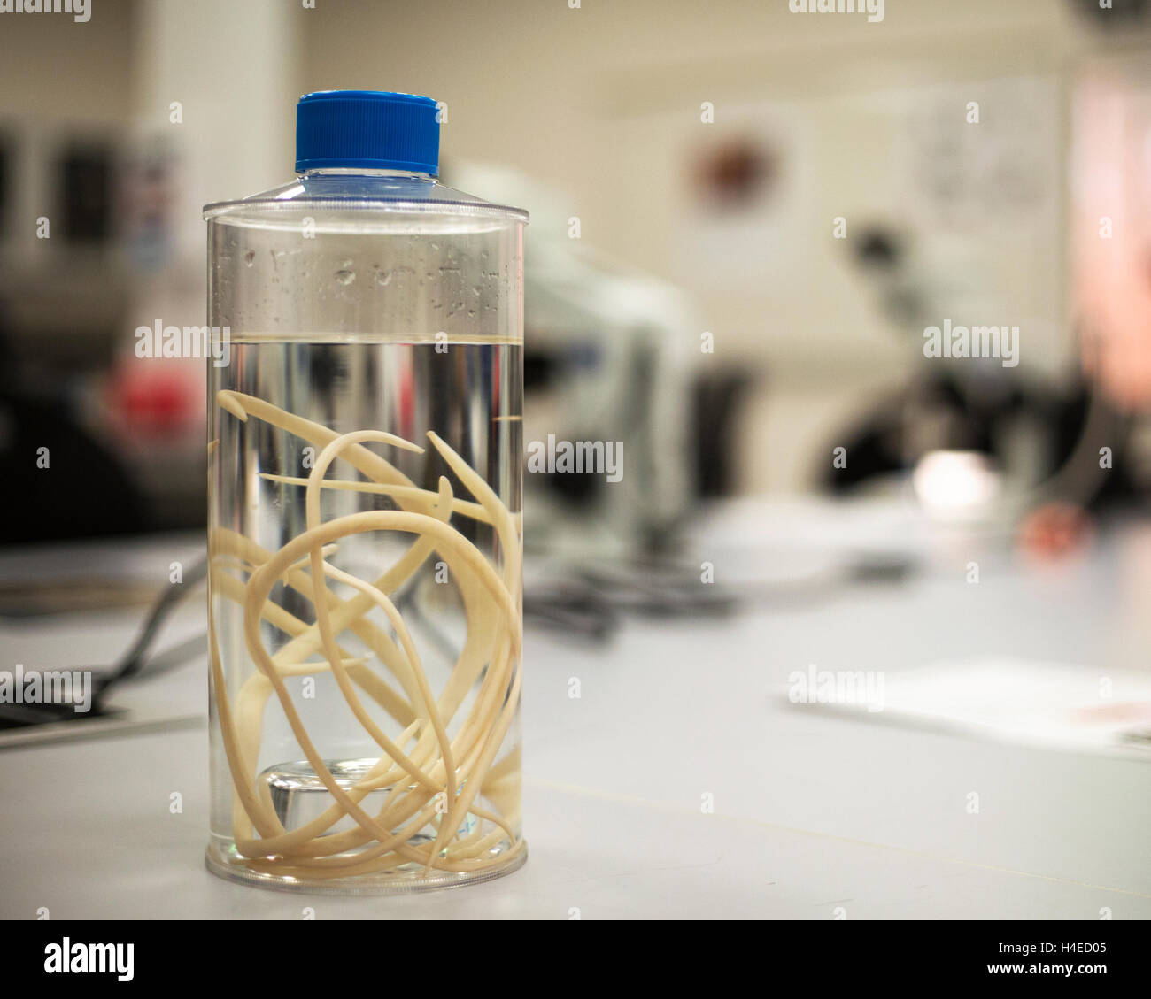 Bottiglia di vermi (Ascaridia galli), parassiti intestinali di uccelli, in classi di università veterinaria Foto Stock