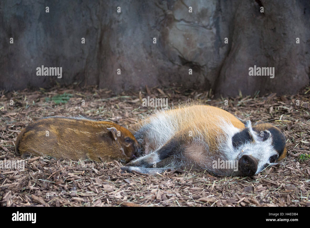 Red River Hog madre che allatta bambino (Potamochoerus porcus) in uno zoo Foto Stock