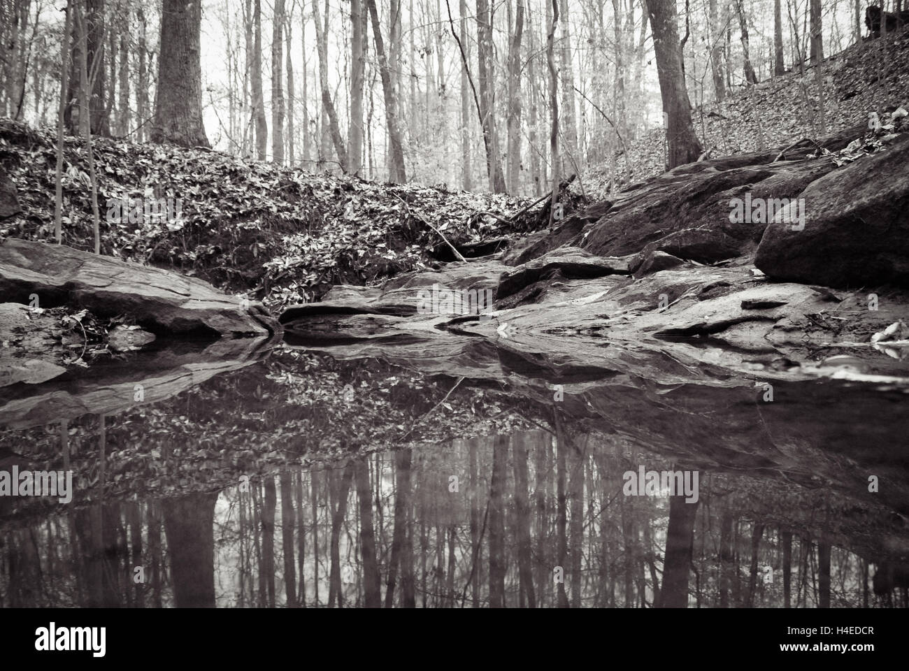 Tranquillo scenario boscoso di una tranquilla insenatura in Troutman, Carolina del Nord vicino al lago di Norman. Foto Stock