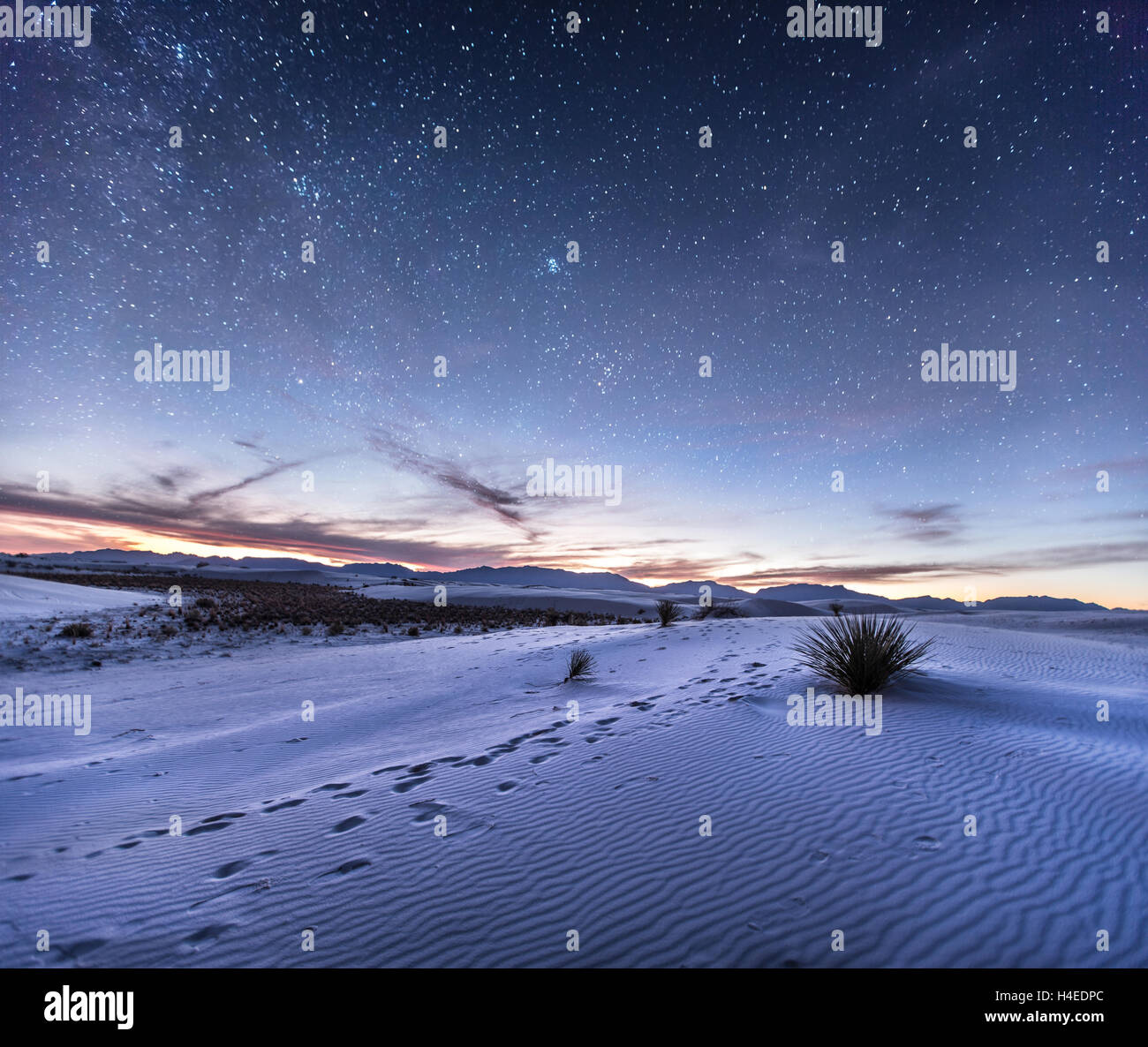 Vasto deserto paesaggio con cielo notturno e agave impianto nel Nuovo Messico nel freddo toni di viola Foto Stock