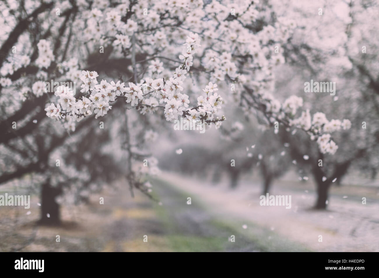 Mandorli in fiore Orchard Foto Stock