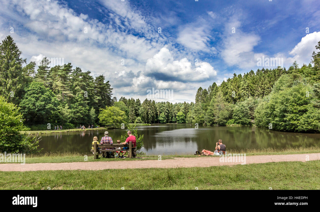 Germani reali Pike Foresta di Dean, Gloucestershire, UK. Foto Stock