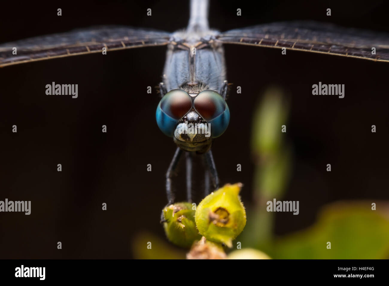 Sulla testa di ripresa macro di una libellula blu appoggiato sul bulbo di fiori Foto Stock