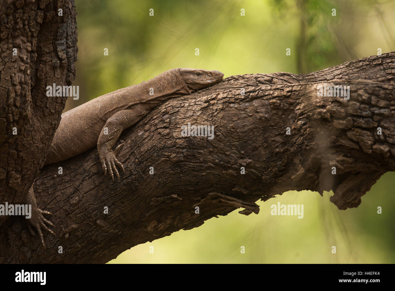 Monitor lizard poltrire su un albero in Sariska riserva della tigre in Alwar Rajasthan fauna selvatica Foto Stock