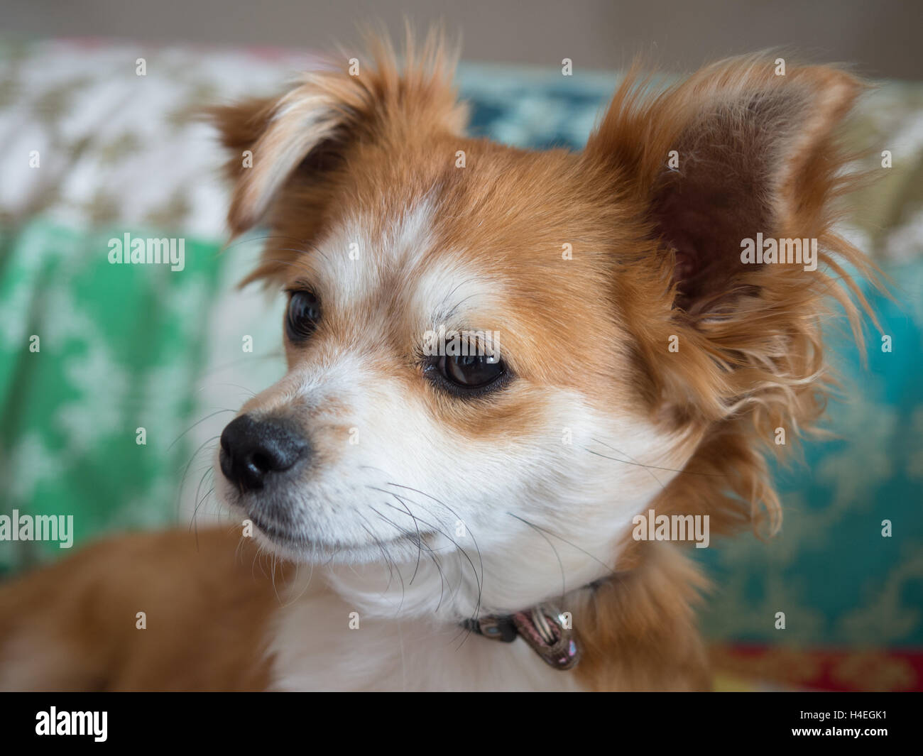 Capelli lunghi chihuahua Foto Stock