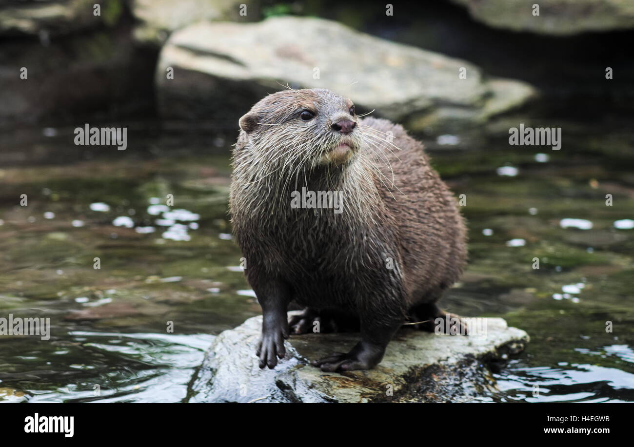 Asian breve artigliato otter in piedi su una roccia in un fiume Foto Stock