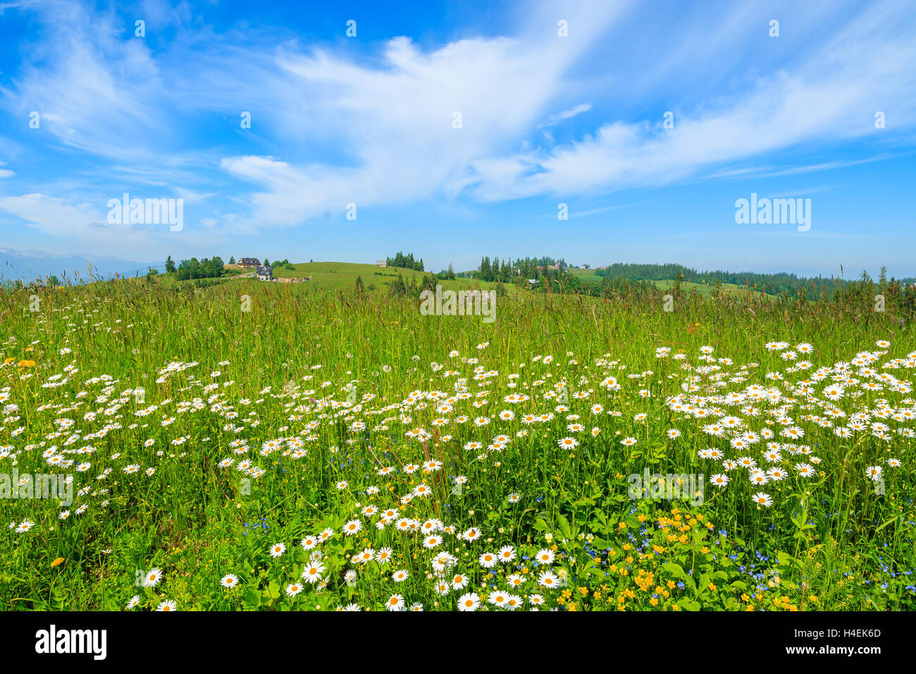 Fiori colorati sul prato verde in estate, di Podhale, Tatrry montagne, Polonia Foto Stock