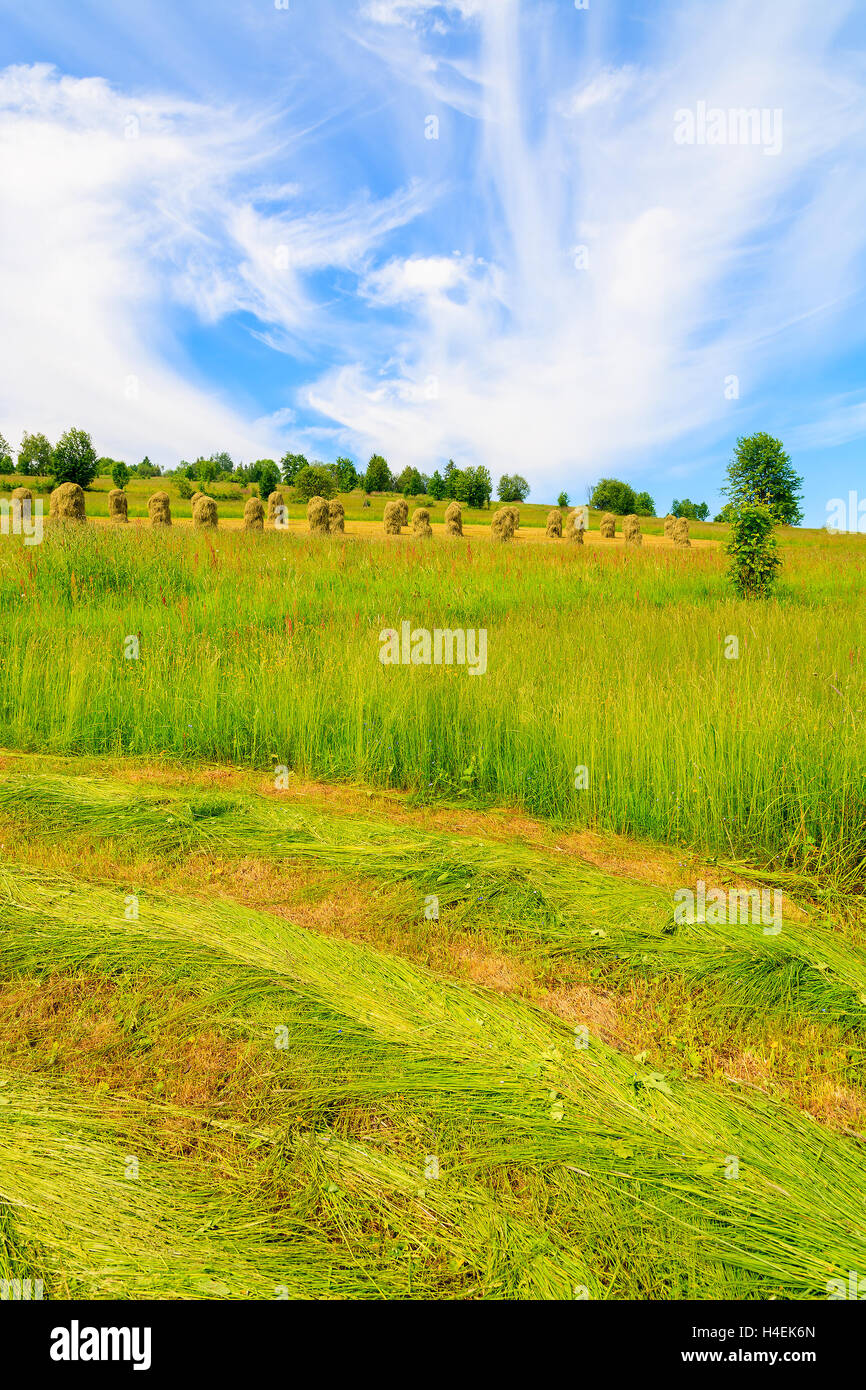 Campo verde con erba appena tagliata in estate il paesaggio dei Monti Tatra, Polonia Foto Stock