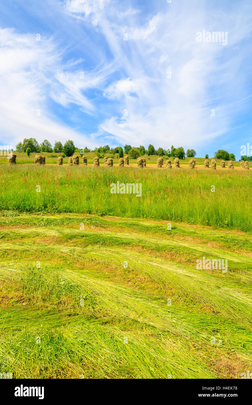 Appena tagliato il fieno sul prato verde in estate paesaggio, Gliczarow Gorny, Monti Tatra, Polonia Foto Stock