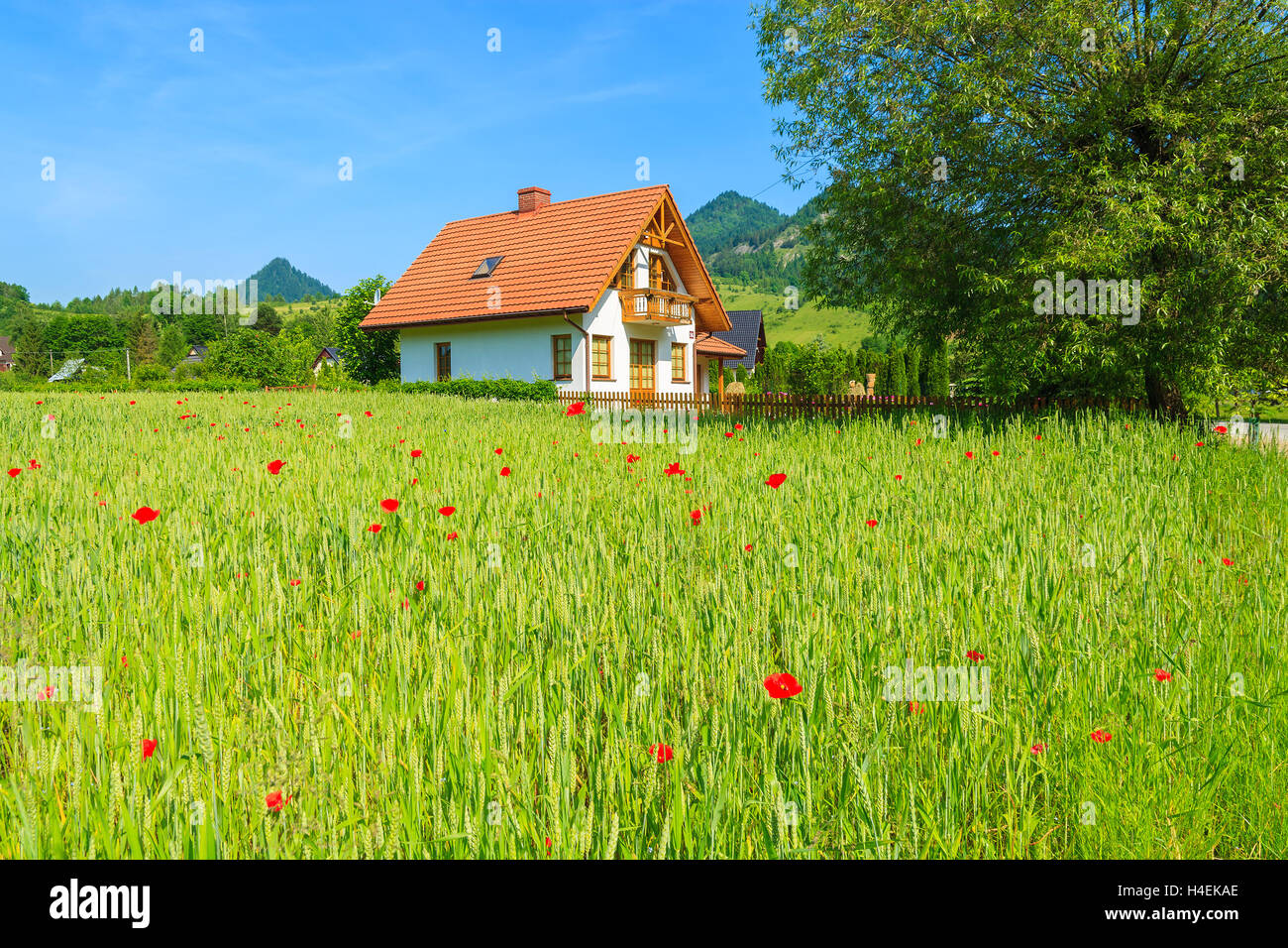 Tradizionale casa di montagna sul campo verde con mais rosso papavero fiori in estate, Szczawnica, Beskid Mountains, Polonia Foto Stock