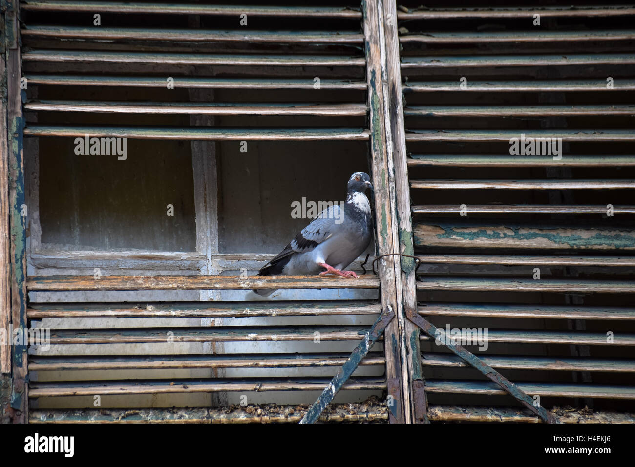 Pigeon su assicelle di legno Foto Stock